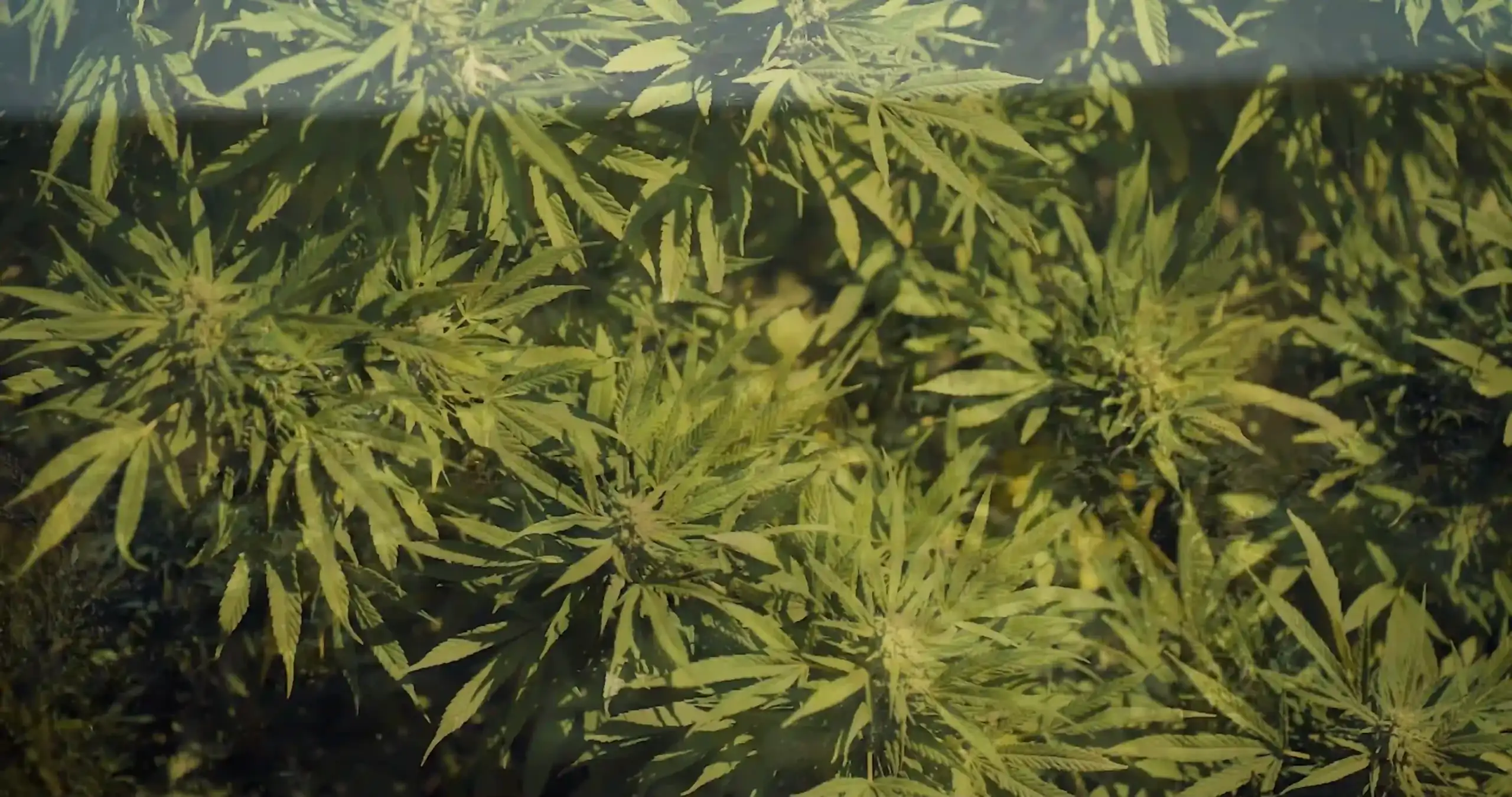 Cannabis plant in the sun that has been photographed by a cannabis marketing and video production company.